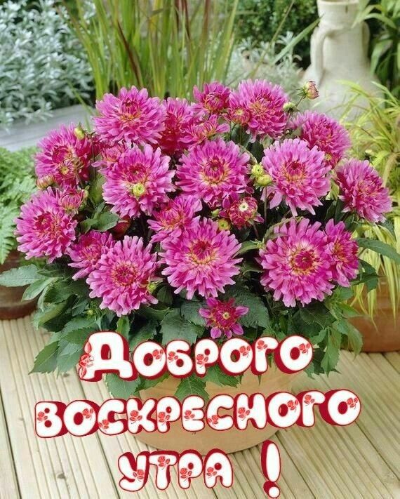 С добрым воскресным утром